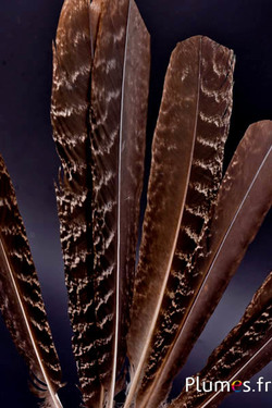 Pauw groen - 25-35 cm - zwart-bruin natuurlijk